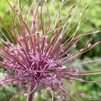 Алиум Allium Schubertii per 3