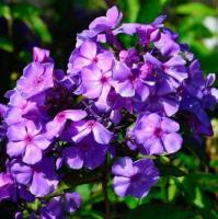 Флокс метельчатый Phlox paniculata 'Blue Paradise'