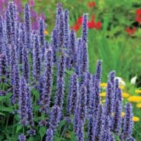 Шалфей Salvia Nemorosa sensation Blue Dp