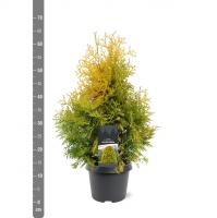 Thuja occidentalis 'Yellow Ribbon