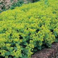 Манжетка мягкая Alchemilla mollis 'Thriller' (зел-желт,VI-VII,Н=50см)