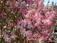 Malus Makamik