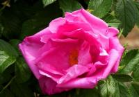 Роза морщинистая (Rosa rugosa Admiration)