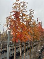 Рябина Додонг (Sorbus commixta 'Dodong' H8m D5m) 300см С50