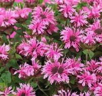 Монарда (Monarda Cranberry Lace)
