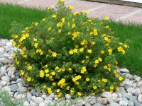 Лапчатка кустарниковая (Potentilla fruticosa Elizabeth) цв.желтый Н=0,8м