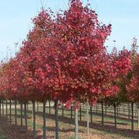 Клен остролистный (Acer platanoides Fairview)
