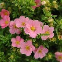 Лапчатка кустарниковая (Potentilla fruticosa Princess)