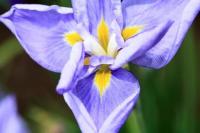 Ирис болотный Iris Ensata (синий)