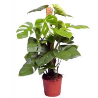 Монстера Monstera Pertusum