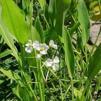 Стрелолист широколистный Sagittaria latifolia