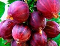Крыжовник Консул(средний,ягоды крупные 6-7,5г темно-красные,вкус кисло-сладкий) 3-х лет С5