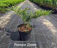 Можжевельник казацкий (Juniperus sabina Rockery Gem