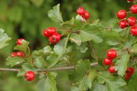 Боярышник обыкновенный (Crataegus laevigata)
