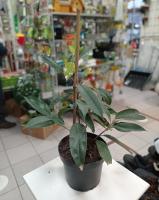 Фикус Ficus Binnendijkii 'Alii' С2