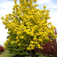 Клен остролистный (Acer platanoides Princeton Gold)