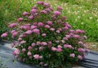 Спирея японская (Spiraea japonica Merlo Green H70см) 30cm С2