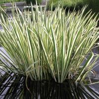 Аир варигатный Acorus Calamus Varigatus