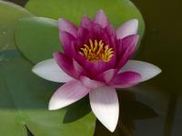 Нимфея Nymphaea Gemend 4 Koloren красный