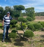 Сосна горная (Pinus mugo Mughus Н3м,В4м) NIWAKI 250см WRB 90
