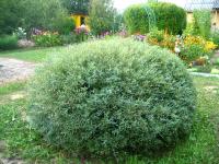 Ива пурпурная (Salix purpurea Nana Н=1,5м В=2м) С3