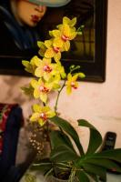 Орхидея Phalaenopsis