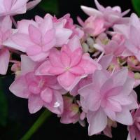 Гортензия крупнолистная Romanc Pink