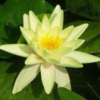 Нимфея Nymphaea Хромателла (желтая)