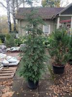 Тсуга канадская (Tsuga canadensis Н10м, В6м,хвоя тёмно-зелёная) 180cm RBC40 T
