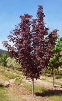 Клен остролистный (Acer platanoides Fairview)