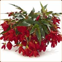 Бегония Begonia Pendula Encanto Falls Red 17/35