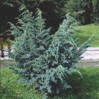 Juniperus squamata 'Meyer'
