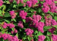 Spiraea japonica Дабл Плей Артизан