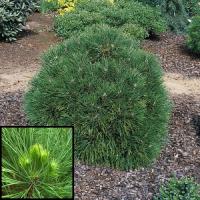Сосна черная (Pinus nigra Spielberg) H=1.5-2.0м