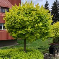 Acer platanoides Golden Globe