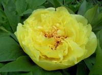 Пион ИТО  гибрид 'Yellow Crown' цв. 17 см махровый желтый (H=60 см)