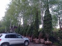 Сосна Обыкновенная Pinus sylvestris (200-250 см WRB50)
