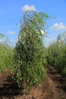 Береза повислая (Betula pendula Youngii)
