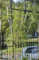 Клён остролистный Палдиски (Acer platanoides Paldiski)