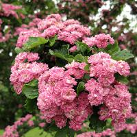 Боярышник однопестичный (Crataegus monogyna)