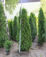 Туя западная Смарагд (Thuja occidentalis 'Smaragd' Н4м
