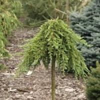 Juniperus communis 'Greenmantle