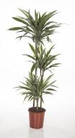 Драцена Dracena De Warneckei