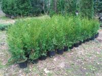 Thuja occidentalis 'Brabant'