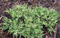 Можжевельник обыкновенный (Juniperus communis 'Spotty Spreader')