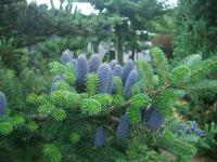 Пихта корейская (Abies koreana WRB 180-200/1.5-1.75)H=9m,B=3m хвоя зеленая, с 2-мя серебр. полосками
