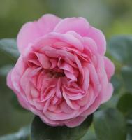 Роза флорибунда Леонарно да Винчи Leonardo da Vinci ® Fleur Romantica (Н70см USDA-6) С4