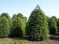 Тсуга канадская Tsuga canadensis