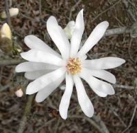 Magnolia stellata