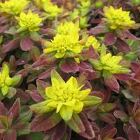 Молочай многоцветный Euphorbia polychroma 'Bonfire®' PBR (желт-зелёный,V-VI,Н=30-40см,лист пурпурно-